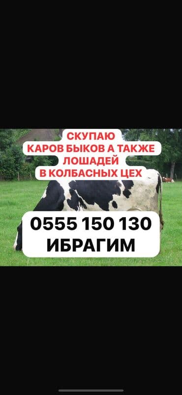 Куплю | Коровы, быки, Козы, козлы, Лошади, кони | Круглосуточно, Любое состояние, Забитый at lalafo.kg Куплю | Коровы, быки, Козы, козлы, Лошади, кони | Круглосуточно, Любое состояние, Забитый
