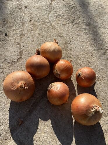 шкафчик для книг: Лук — 6