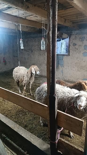 козье: Продаю | Баран (самец) | Арашан | Для разведения | Котные — 3