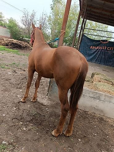 тайлар: Продаю | Жеребенок | Английская | Конный спорт — 2