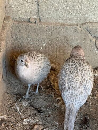 фазан кеклик: Фазаны — 4