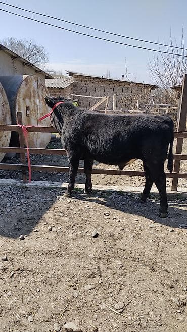 купить собаку бишкек: Продаю | Бык (самец) | Бельгийская | На откорм | Привязанные — 4