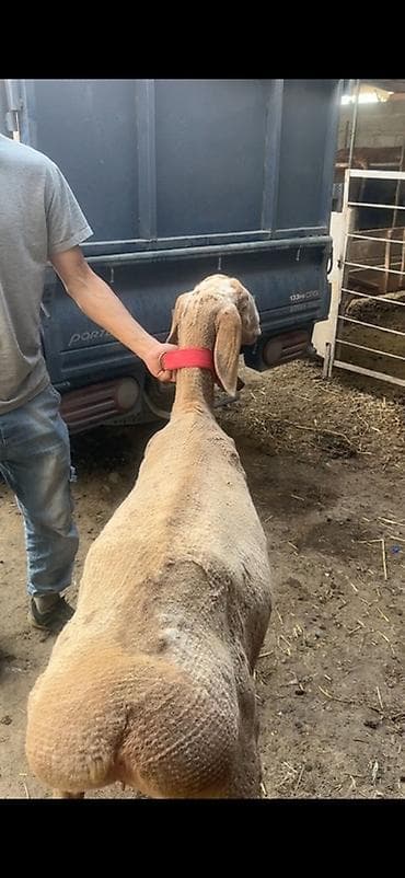 бенгальская домашняя кошка: Продаю | Овца (самка) | На забой — 2