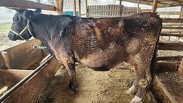 Үй жаныбарлары үчүн товарлар: Сатам | Уй (ургаачы) | Сүт алуу үчүн | Байланган — 2