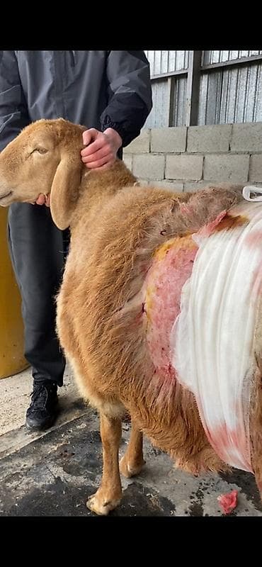 Услуги ветеринара: 🐄 VetProKg ✔️ Тажрыйбалуу адис ✔️ Чакыруу менен чыгуу ✔️ — 6
