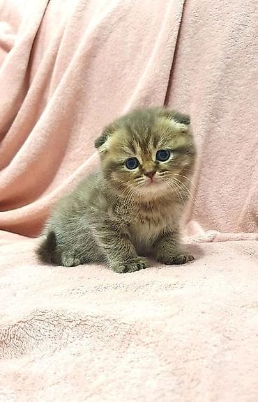 scottish fold: Скотиш Страйт (Шотландская прямоухая), 1 месяц, Девочка, Приучена к лотку, Проглистована — 3