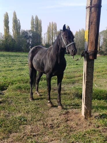 купить домик для кошки недорого: Сатам | Байтал | Ат спорту — 1