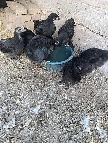 купить яйцо брама: Продаю чистокровных цыплят Джерси гиганта — 3