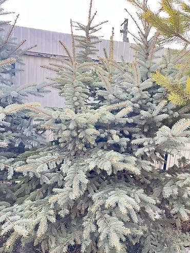 продать яблоки оптом: Ель голубая (Picea pungens, Blue Spruce) для озеленения участков. - — 2