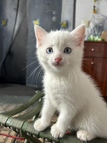 Мышыктар: Ангор, 2 айлык, Ургаачы, Ак, Лотокко барууга үйрөтүлгөн — 1