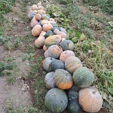 Тыквы с огорода, разные сорта и размеры. свежий урожай Особенности
