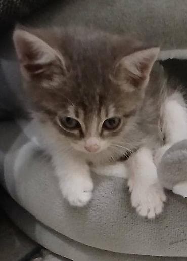 Кошки: Беспородная, 2 месяца, Девочка, Приучена к лотку — 2