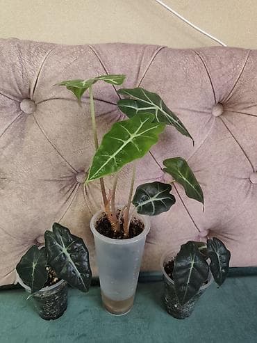 цветы для мамы: Филодендрон Биркин 400 Хлорофитум с горшком-400 Церопегия Вуди 300 — 4