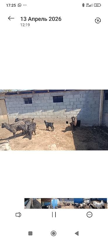 куплю корм для животных: Продаю | Коза (самка) | Для молока | Котные — 4