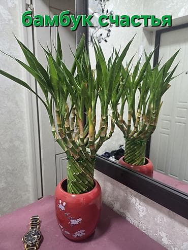 перец полугоркий: Каллигенусный кактус (Chamaecereus silvestrii, «арахисовый кактус» — 3