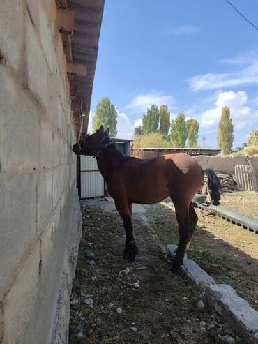 продаю доберман: Продаю | Кобыла (самка) | Конный спорт — 2