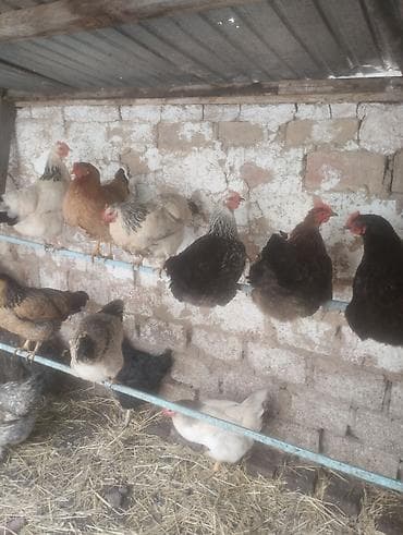 какие собаки продаются: Продаю | Куры | Для разведения — 2