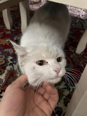 scottish fold: Кошка даром: Беспородная, 4 года, Девочка — 2