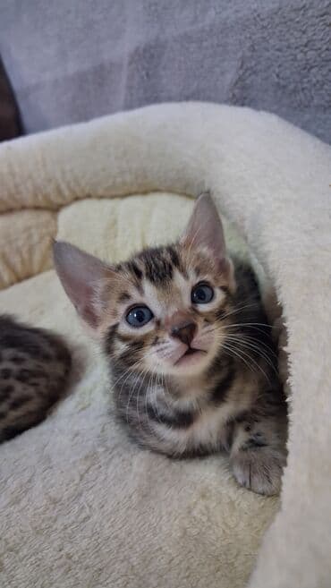 корм для кошек и котят: Бенгальская, 1 месяц, Девочка, Приучена к лотку — 5