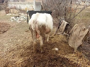 Продам с/х животных: Продаю | Бык (самец) | Полукровка | На откорм | Привязанные — 6