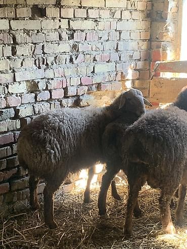 собаки овчарка: Продаю | Баран (самец) — 5