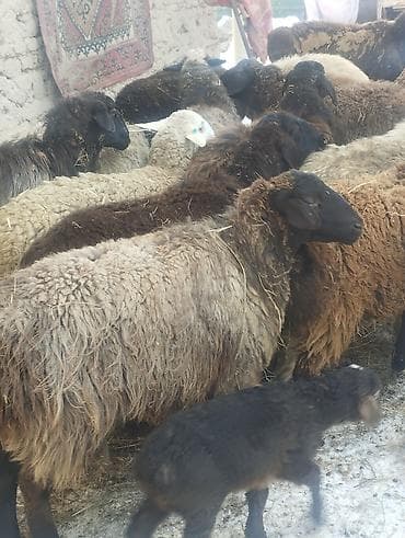продаю фазан: Продаю | Овца (самка) | Для разведения | Матка — 4