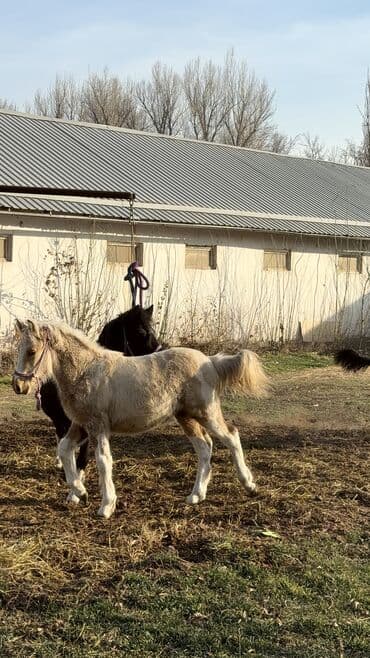 лошадка пони: Продаю | Кобыла (самка) | Для разведения, Рабочий, Конный спорт — 5