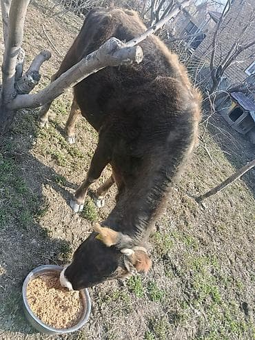 сколько стоит лабрадор в бишкеке: Продаю | Тёлка | На откорм — 9