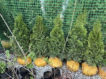 бочка для воды 200 литров: Саженцы декоративных растений для сада и ландшафта Ассортимент: - — 1