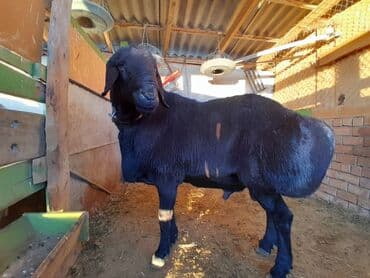 алабай в добрые руки: Продаю | Баран (самец) | Арашан | Для разведения | Племенные — 2