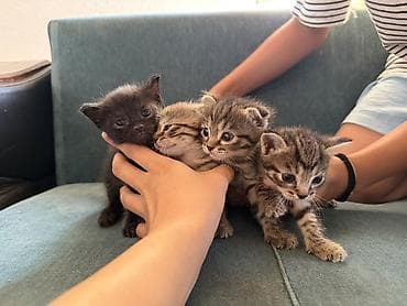 cat sofa: Скотиш Фолд (Шотландская вислоухая), 1 месяц, Мальчик, Золотая шиншилла, Приучена к лотку — 2