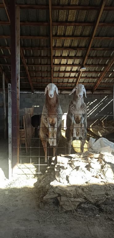 мейн кун бишкек питомник lyubushka купить котенка цена: Продаю | Баран (самец) | Для разведения | Племенные — 1