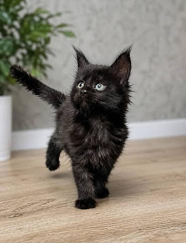 китайская кошка: Мейн-кун, 2 месяца, Девочка, Черный, Приучена к лотку — 2