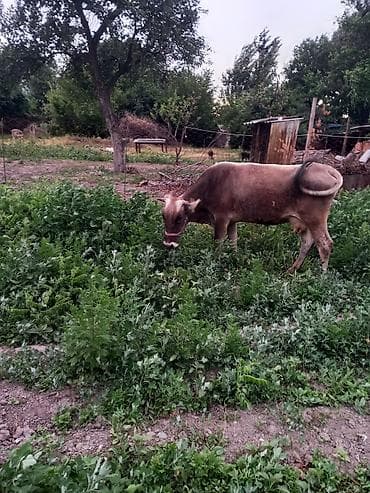 Продаю | Корова (самка)