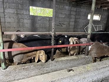 Продаю | Овца (самка) | Полукровка | Для разведения