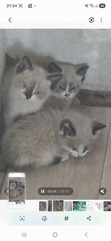 котята персидские: Отдам котят в хорошие руки. Звоните на номер + + — 2