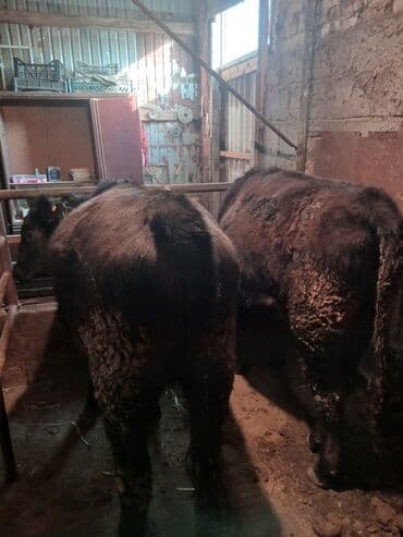 за сколько дней до отела корова наливает вымя: Продаю | Бык (самец) | Ангус | На откорм | Привязанные — 6