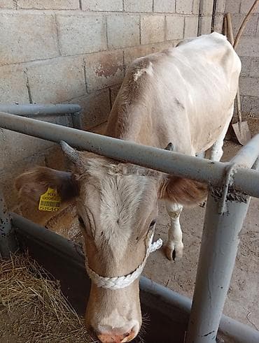 жырный телки: Продаю | Тёлка | На откорм | Привязанные — 8