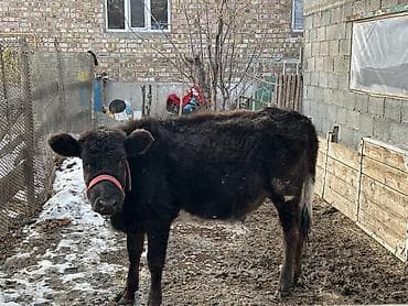 телка бельгийский: Продаю | Тёлка | На откорм — 2