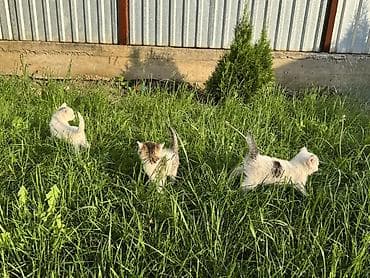 шотландский кошки: Котята, помёт из трёх малышей. Возраст: 1,5 месяца (уверенно ходят — 2