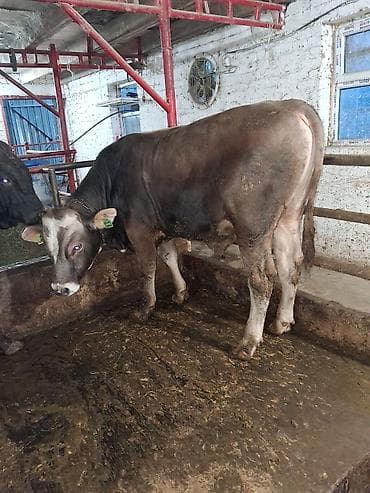 живой баран: Продаю | Бык (самец) | Абердин-ангус | На откорм | Привязанные — 7