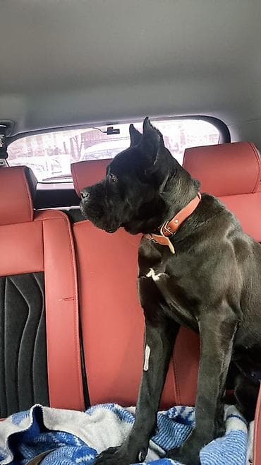 Иттер сатылат: Кане-корсо, Сука 3 года стерелизована не рожает окрас черный с — 1