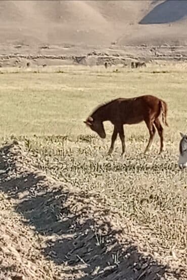 объявления о собаках sobaka: Продаю | Жеребец, Жеребенок | Кара Жорго | Для разведения | Племенные — 3
