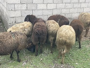 Продаю | Овца (самка) | Для разведения | Матка — 3