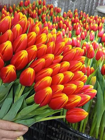 анютины глазки: ТЮЛЬПАНЫ ОПТОМ И В РОЗНИЦУ!!! — 2