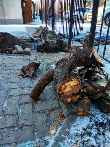 работу разнорабочий: Пилю деревья, дрова, выкорчевываю пни, земляные работы, перекопка — 2