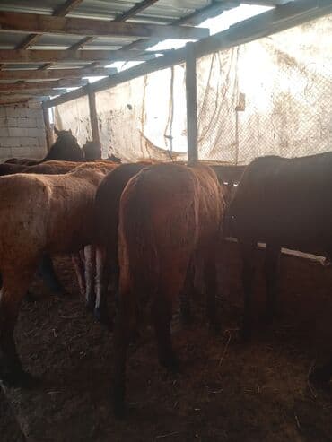 собака доберман сколько стоит: Продаю | Жеребец, Жеребенок | Полукровка | Для разведения | Племенные — 5