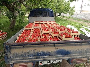 услуги брусчатки: Ассаламу алейкум туугандар сорт альба көчөттөр таза только торфтун — 10