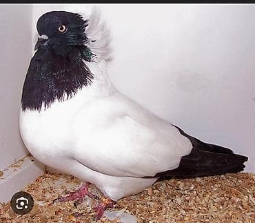 Куплю 2 самца «немецкий монах» (German Nun) - Декоративно-летная