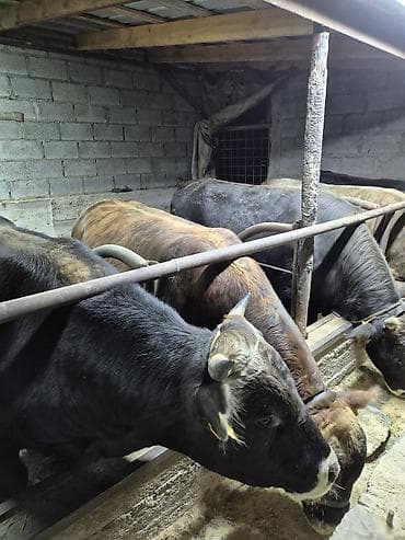 живые рыбки: Продаю | Бык (самец) | Полукровка | На откорм | Привязанные — 1